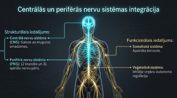 Prezentācija 'Nervu sistēmas strukturāli funkcionālā organizācija: varolija tilts', 2.