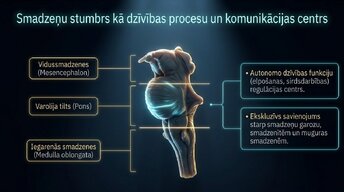 Prezentācija 'Nervu sistēmas strukturāli funkcionālā organizācija: varolija tilts', 3.