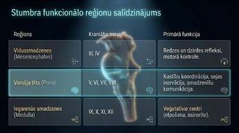 Prezentācija 'Nervu sistēmas strukturāli funkcionālā organizācija: varolija tilts', 4.