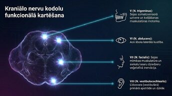 Prezentācija 'Nervu sistēmas strukturāli funkcionālā organizācija: varolija tilts', 8.