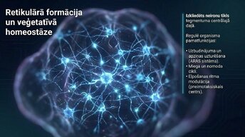 Prezentācija 'Nervu sistēmas strukturāli funkcionālā organizācija: varolija tilts', 9.