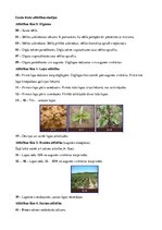 Referāts 'Bietes. Kvalitātes rādītāji. Agrotehnika', 5.