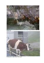 Referāts 'Šveice ', 22.