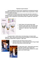 Konspekts 'Vingrinājumi muguras muskuļu nostiprināšanai', 2.