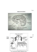 Konspekts 'Psiholoģija: domāšana, atmiņa, temperaments, jūtas un emocijas, uzmanība', 15.