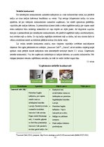 Biznesa plāns 'Biznesa plāns netradicionālai kafejnīcai', 11.