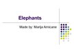 Prezentācija 'Elephants', 1.