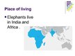 Prezentācija 'Elephants', 4.