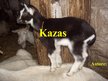 Prezentācija 'Kazas', 1.