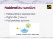 Prezentācija 'Nukleīnskābes', 3.