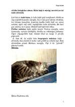 Referāts 'Kaķu dzimta', 5.