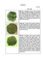 Referāts 'Tēja kā sociālās kultūras elements pasaulē un Talsu iedzīvotāju tējas lietošanas', 37.