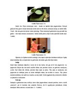 Referāts 'Tēja kā sociālās kultūras elements pasaulē un Talsu iedzīvotāju tējas lietošanas', 44.