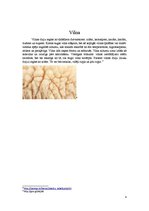 Konspekts 'Šķiedrvielas', 4.