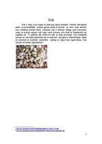 Konspekts 'Šķiedrvielas', 5.