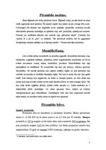 Referāts 'Senās Ēģiptes piramīdas', 3.