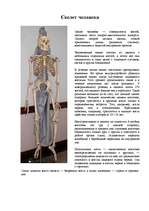 Referāts 'Скелет человека', 1.