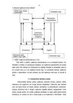 Diplomdarbs 'SIA "Ostas termināls" darbība un vieta tirgū', 10.