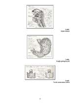 Referāts 'Gremošanas orgānu sistēma ', 11.