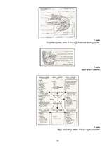 Referāts 'Gremošanas orgānu sistēma ', 12.