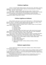 Referāts 'Koksnes ķīmiskās pārstrādes tehnoloģijas un iegūstamie produkti', 5.