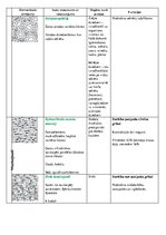 Konspekts 'Dzīvnieku audu veidi un funckijas', 2.