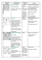 Konspekts 'Dzīvnieku audu veidi un funckijas', 3.