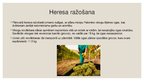 Prezentācija 'Spāņu alkoholisko dzērienu ražošana un lietošanas tradīcijas', 13.