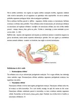 Konspekts 'Nervu sistēma', 1.