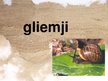 Prezentācija 'Latvijā sastopamie gliemji', 1.