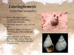 Prezentācija 'Latvijā sastopamie gliemji', 11.