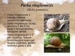 Prezentācija 'Latvijā sastopamie gliemji', 29.