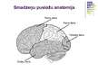 Prezentācija 'Galvas smadzeņu pusložu funkcionālā asimetrija', 2.