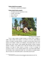 Referāts 'Atpūtas kompleksa izveides iespēju izpēte', 17.