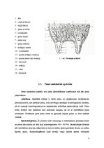 Referāts 'Piens kā izejviela', 9.