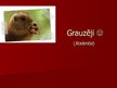 Prezentācija 'Grauzēji', 1.