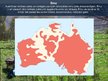 Prezentācija 'Austrālija', 13.