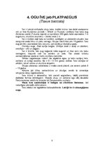 Referāts 'Kailsēkļi', 9.