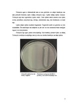 Referāts 'Barotnes un testi, ko var izmantot G.Staphylococcus selekcijai un diferencēšanai', 4.