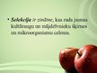 Prezentācija 'Kultūraugi un selekcija', 3.