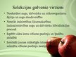 Prezentācija 'Kultūraugi un selekcija', 4.