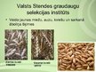 Prezentācija 'Kultūraugi un selekcija', 12.