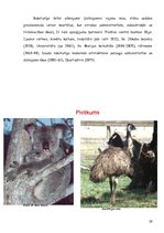 Referāts 'Austrālija', 29.