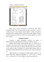 Referāts 'Flavoglinānu biosintēze mārdadzī (Silybum marianum)', 5.