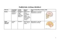 Konspekts 'Endokrīnās sistēmas dziedzeri', 1.