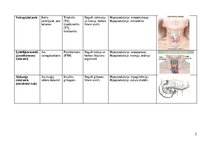 Konspekts 'Endokrīnās sistēmas dziedzeri', 2.