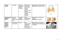 Konspekts 'Endokrīnās sistēmas dziedzeri', 3.