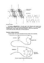 Referāts 'Olbaltumvielas', 6.