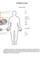 Konspekts 'Smēķēšana un tās izraisītās slimības', 1.