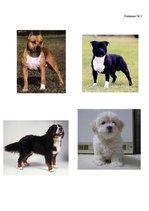 Referāts 'Kanisterapija', 25.